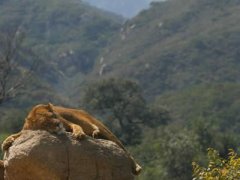 延慶八達嶺野生動物園乘車線路,八達嶺野生動物圖片