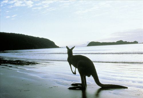 澳大利亞袋鼠島上的動物們圖片